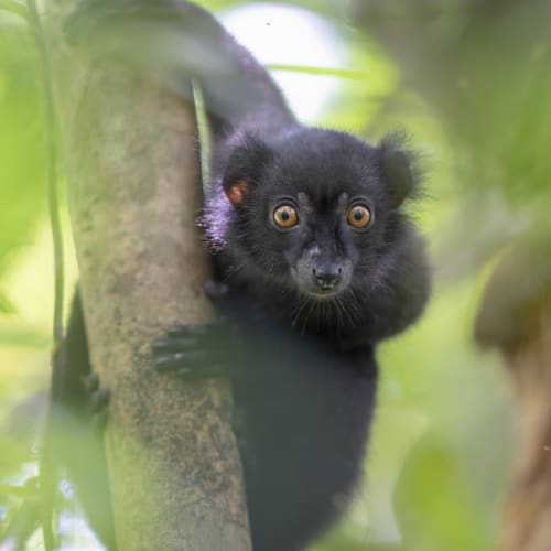 Ein junges schwarzes Lemur mit großen, neugierigen Augen, das an einem Baum in einem üppigen grünen Wald hängt.