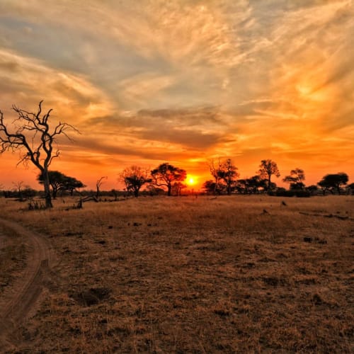 Ein Sonnenuntergang über einer Savannenlandschaft mit verstreuten Bäumen und einem Erdpfad im Hwange-Nationalpark, Simbabwe.
