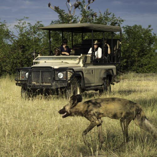 A wilddog running across a grassy plain with a safari vehicle and tourists observing in the background.