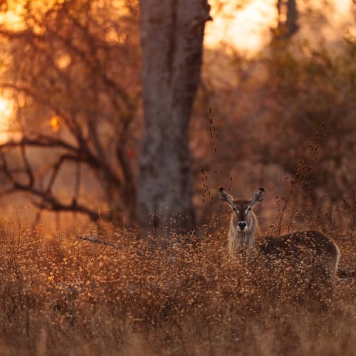 A deer stands alert amidst tall grass at sunset in a forested area.