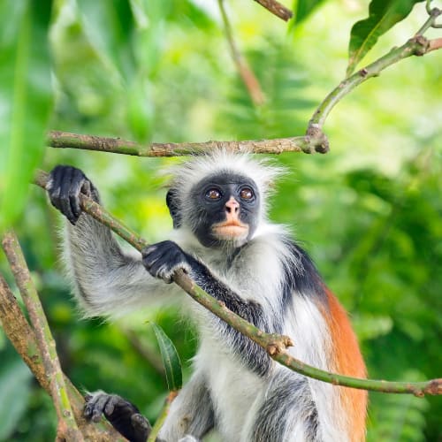 A young squirrel monkey sitting on a tree branch in a lush green forest