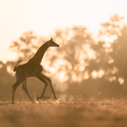 Ein junges Giraffe läuft durch eine sonnenbeschienene Landschaft bei Sonnenuntergang mit Bäumen im Hintergrund.