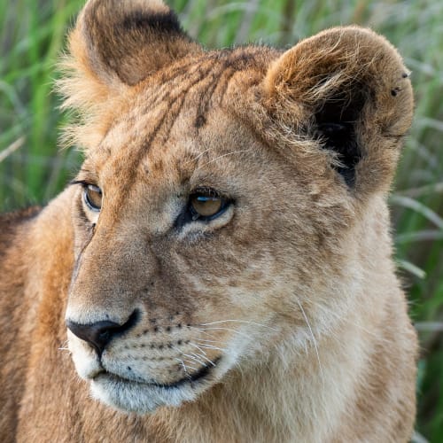A close-up of a lioness with a background of tall green grass, showing her attentive expression.