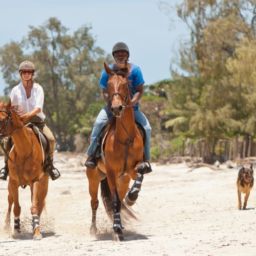 Two people horseback riding along a sandy beach with a dog running beside them, trees in the background.