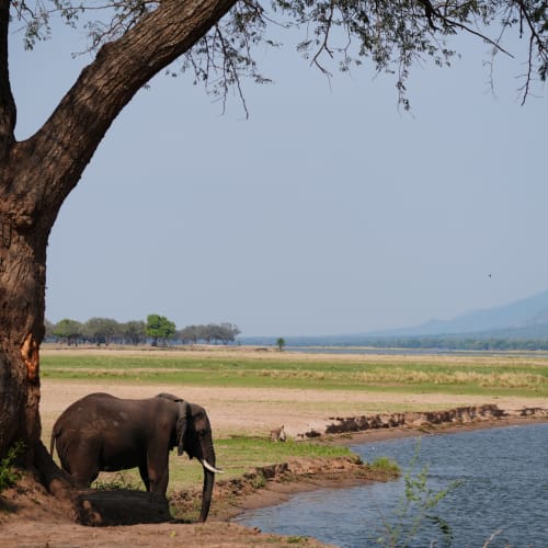 Ein Elefant ruht unter einem Baum neben einem Fluss mit offenen Ebenen und Bergen im Hintergrund.