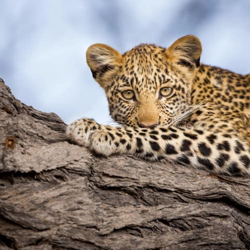 A young leopard lies on a tree branch, gazing intently at the camera with a cloudy sky in the background.