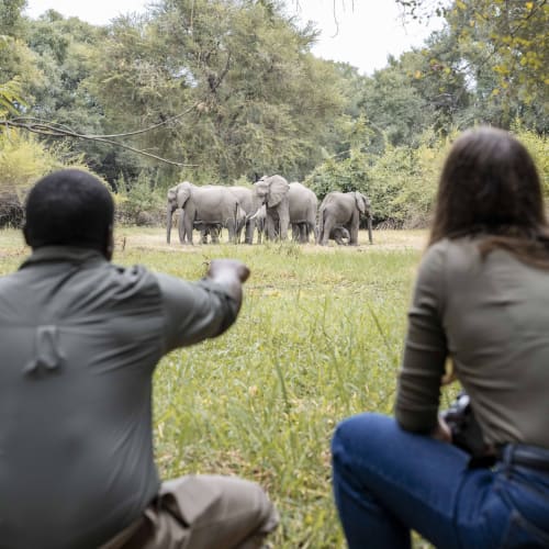 Two people sitting on the grass observing a herd of elephants in a natural setting.