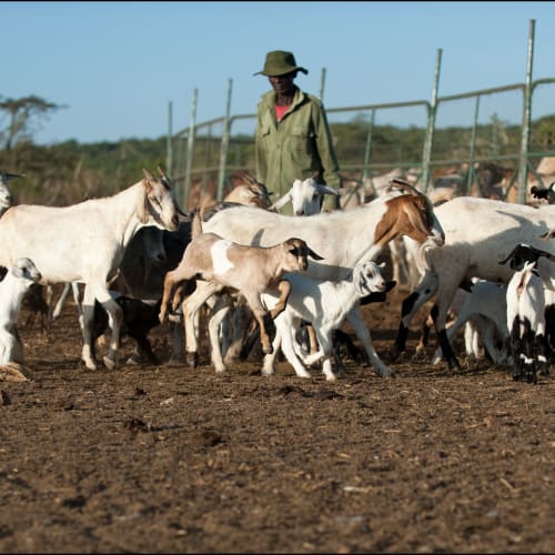 A person herding goats and cattle on a farm with a clear blue sky in the background.