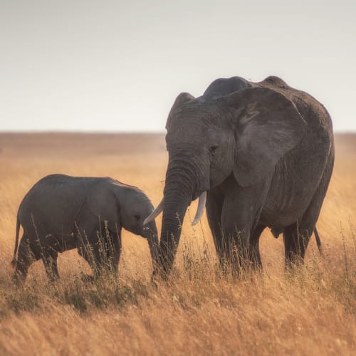 Ein junges Elefantenküken und ein erwachsener Elefant gehen durch hohes Gras in einer Savannen-Landschaft.