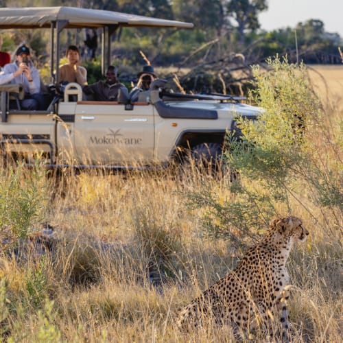 A group of tourists in an open safari vehicle observing a cheetah resting on the grassy plains.