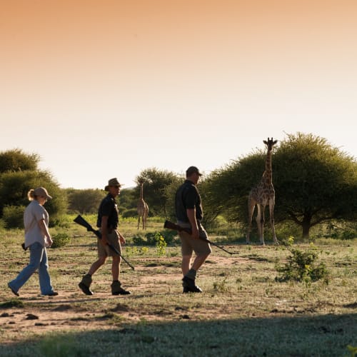Eine Gruppe von vier Touristen, die bei Sonnenuntergang in Südafrika auf einem Safari-Bush-Walk unterwegs sind, mit Giraffen und grünen Bäumen im Hintergrund.
