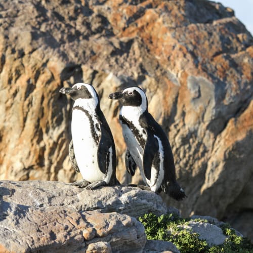 Zwei afrikanische Pinguine stehen bei Tageslicht auf felsigem Gelände mit einem großen zerklüfteten Felsen im Hintergrund.
