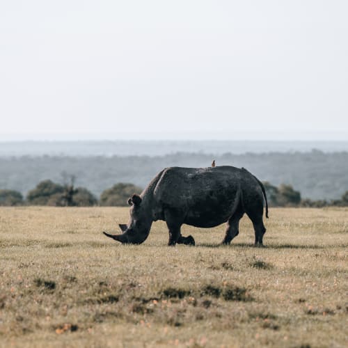 A lone rhinoceros grazing on a vast grassy plain in Kenya with distant trees and a cloudy sky.