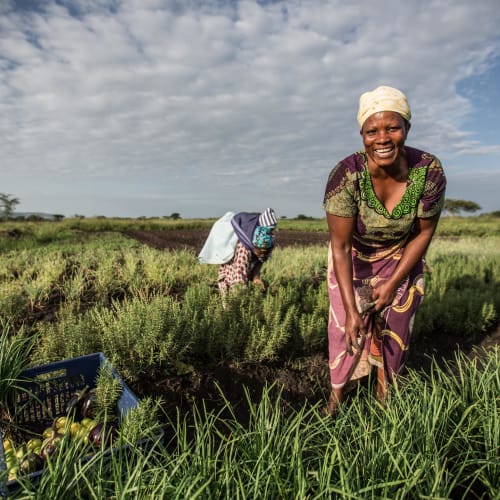 A woman harvesting eggplants in a lush green field under a partly cloudy sky with another person in the background.
