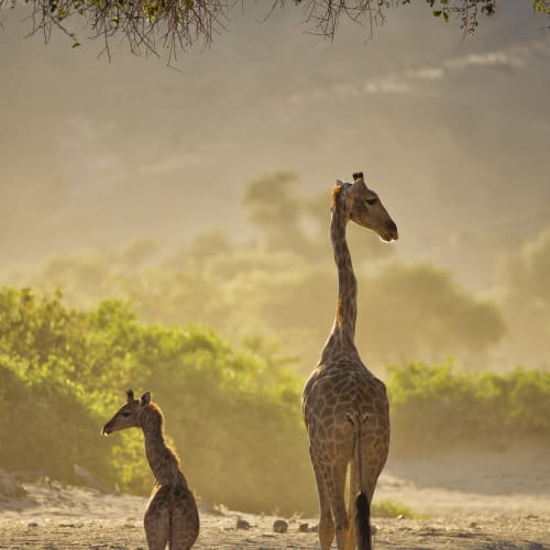 Zwei Giraffen, eine erwachsene und eine Kälber, gehen auf einer staubigen Landschaft mit Bäumen und Wolken im Hintergrund.