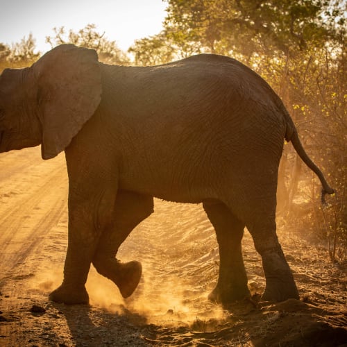 Ein Elefant läuft entlang eines staubigen Weges während des Sonnenuntergangs, umgeben von Bäumen im goldenem Licht.