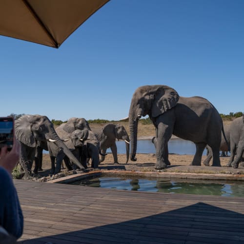 Touristen beobachten und fotografieren eine Gruppe von Elefanten, die an einem Wasserloch in natürlicher Umgebung trinken.