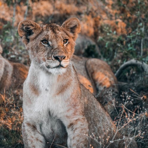 A young lion cub with piercing blue eyes sitting among foliage in Serengeti, Tanzania.