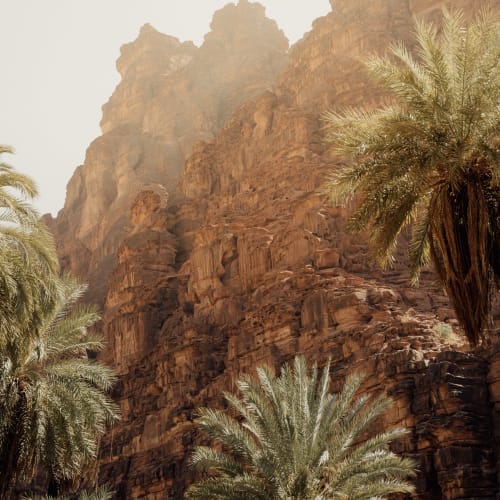 palm trees in the desert in front of a steep rock formation