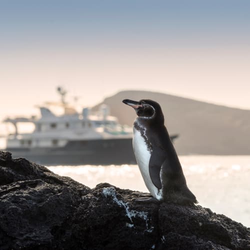 Ein Galápagos-Pinguin steht auf Vulkangestein mit einem Kreuzfahrtschiff und Insel im Hintergrund.
