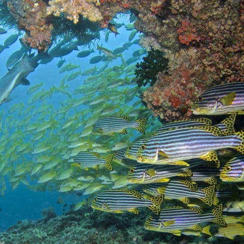 Schwarm gestreifter Fische schwimmt in der Nähe eines Korallenriffs im klaren Meer.