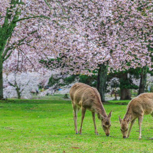 Zwei Hirsche grasen auf grünem Gras in einem Park mit blühenden pinken Kirschblütenbäumen im Hintergrund.