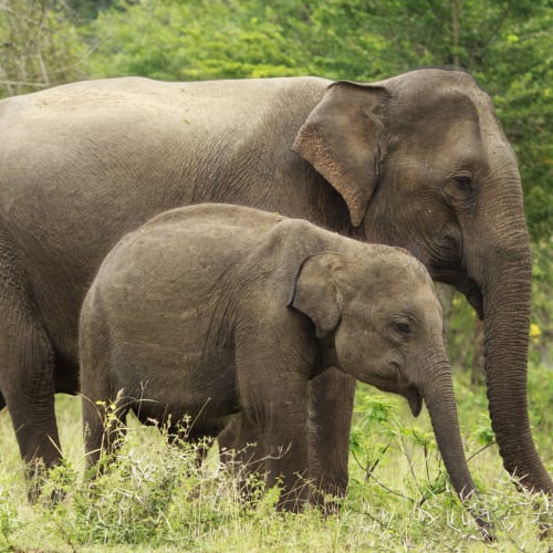 Two elephants, a large adult and a smaller juvenile, walking through a green grassy area with trees in the background.