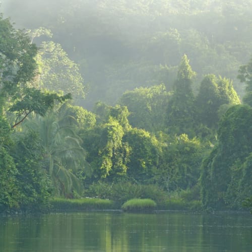 Lush tropical jungle surrounding a calm river, with mist in the background.