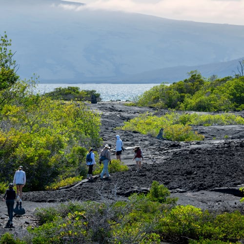 Touristen wandern auf einer vulkanischen Landschaft mit grünen Sträuchern und weiter Wasser im Hintergrund auf den Galapagos-Inseln.