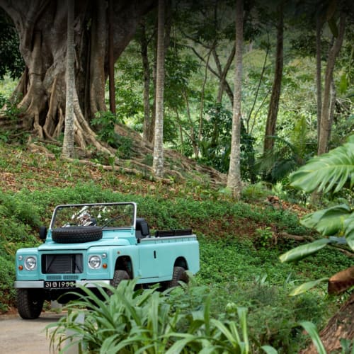 A vintage light blue jeep parked on a dirt path surrounded by lush greenery and tall trees in a forest.