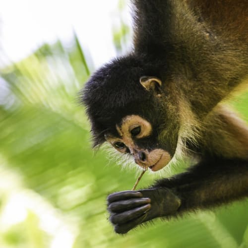 A black spider monkey hanging from a tree branch with greenery in the background.