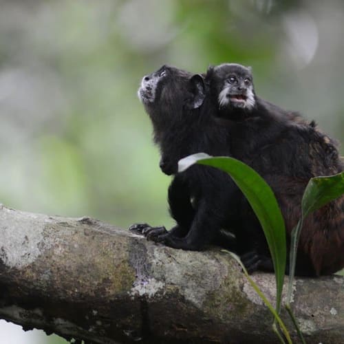 Two black monkeys sitting on a tree branch in a lush green jungle.
