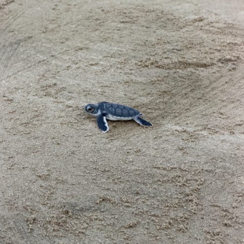 A baby sea turtle crawling on sandy ground, likely on a beach, near a nest hole.