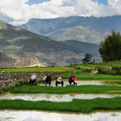 Landwirte pflanzen Reis in terrassierten Feldern mit grünen Bergen im Hintergrund.