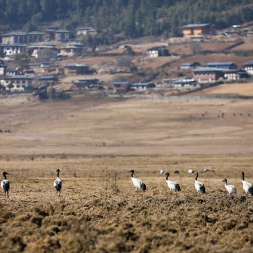 Mehrere Kraniche, die über ein trockenes Feld laufen, mit einem Dorf im Hintergrund an einem Hügel