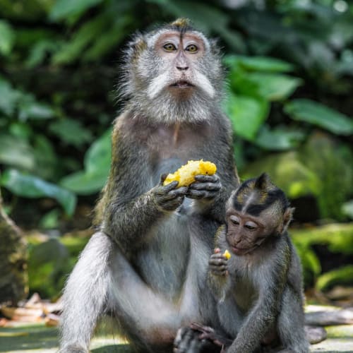 Ein Affe und ein Babyaffe essen gelbes Obst auf einem moosbedeckten Stein mit Dschungelpflanzen im Hintergrund.