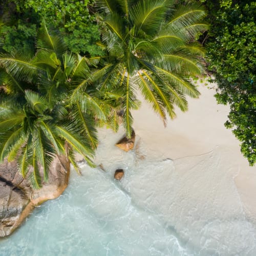 Aerial view of a tropical beach with palm trees, rocks, and clear blue water