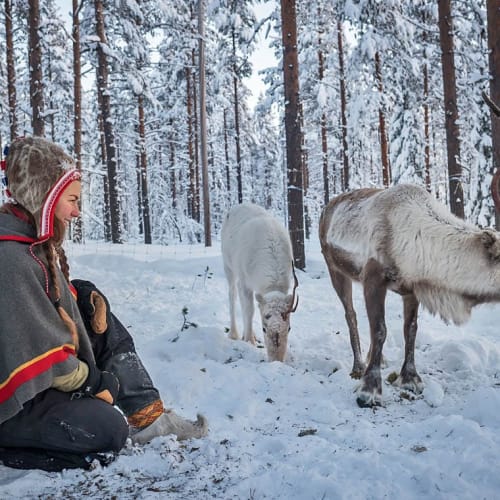 Eine samische Person in traditioneller Kleidung sitzt auf schneebedecktem Boden in einem Kiefernwald und beobachtet drei Rentiere, die im Schnee grasen, im Winter.