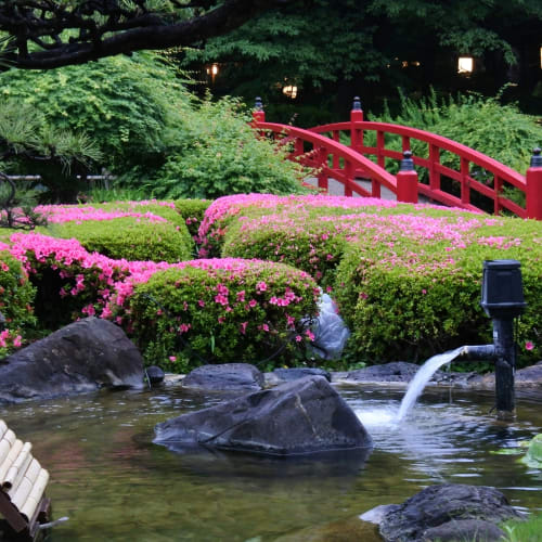 Ein traditioneller japanischer Garten mit einer roten Holzbrücke, üppigen grünen Büschen, pinken blühenden Pflanzen, Steinen, einem Teich mit Wasserbrunnen und Laternen im Hintergrund.