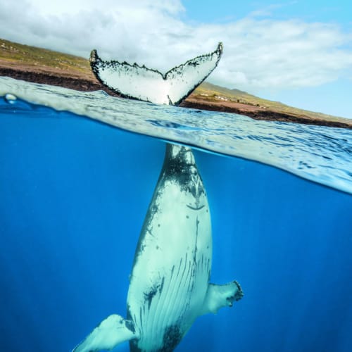 Halb untergetauchter Buckelwal mit seinen Schwanzflossen über der Wasseroberfläche in der Nähe einer felsigen Küste vor La Réunion.