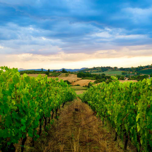 Vineyard rows with green grapevines under a cloudy sky in the countryside of Montalcino, Italy.