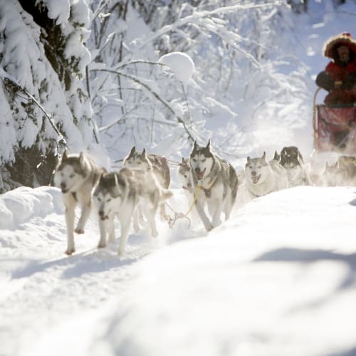 A team of huskies pulling a sled with a person dressed in warm winter clothing through a snow-covered forest path in Lapland.