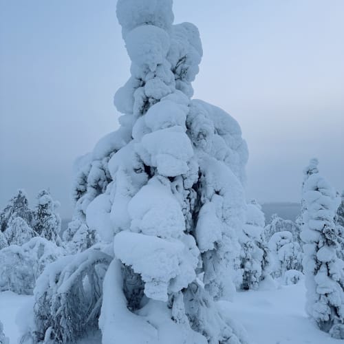 Tall snow-covered tree in a frosty landscape with other snow-laden trees under a pale blue sky.