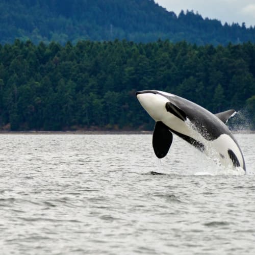 Ein Orka springt aus dem Wasser in der Nähe eines bewaldeten Ufers an einem bewölkten Tag.