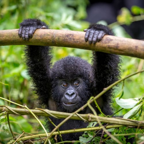 Ein junges Gorilla hält mit beiden Händen an einem Ast in der üppigen Grünland im Volcanoes Nationalpark, Ruanda.