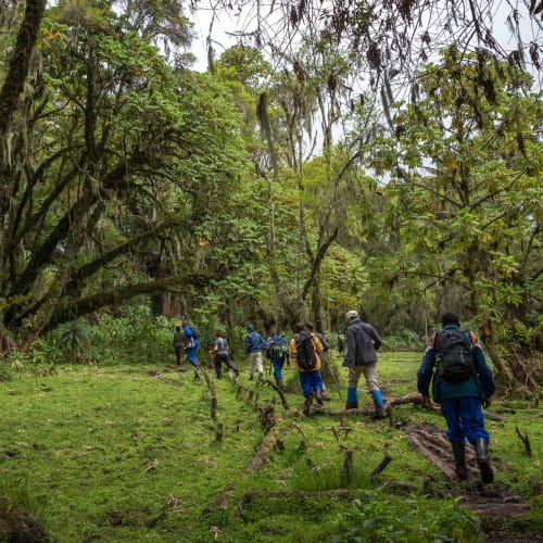 Eine Gruppe von Wanderern geht entlang eines Weges durch den dichten grünen Regenwald, mit Rucksäcken auf dem Rücken, im Volcanoes-Nationalpark, Ruanda.