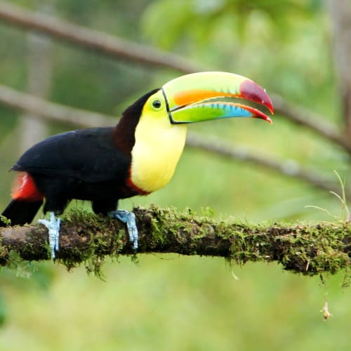 Ein Tukan mit einem lebendigen, mehrfarbigen Schnabel auf einem moosbedeckten Zweig in einem üppigen grünen Wald.