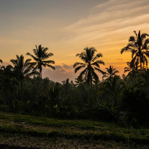 Sonnenuntergang über einer tropischen Landschaft mit hohen Palmen und üppigem Grün.