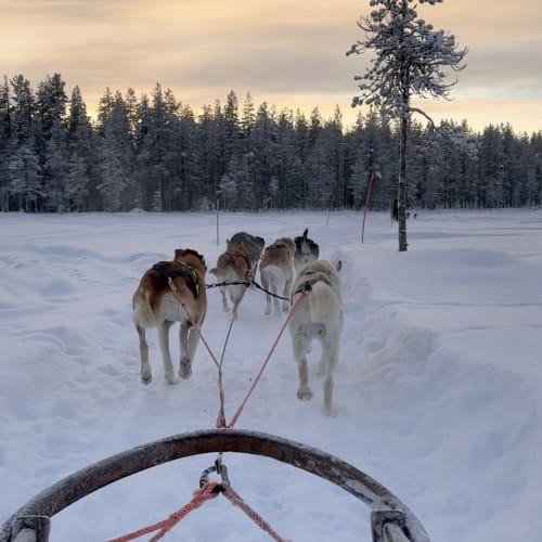 Blick von einem Hundeschlitten, der von sechs Hunden durch eine verschneite Waldlandschaft bei Sonnenuntergang in Lappland gezogen wird.