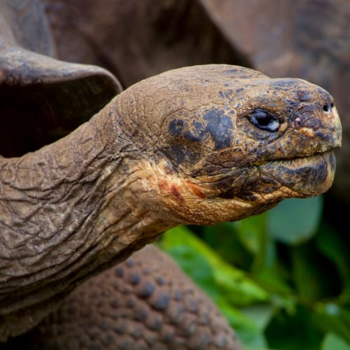 Close-up of a Galápagos giant tortoise's head with textured skin and dark markings near its eyes, set against green foliage.